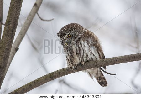 Eurasian Pygmy Owl With Snow On Face Sitting On Branch In Winter. Cute Little Night Hunter. Smallest