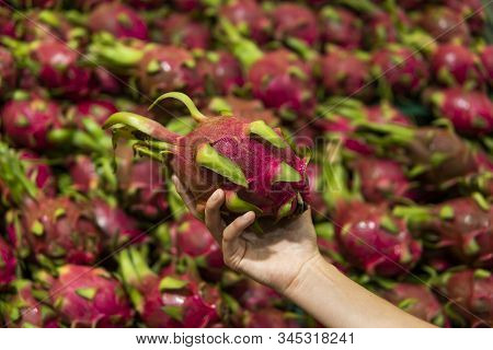 Male Hands Holding A Dragon Fruit With A Lots Of Dragon Fruit On A Background. Dragon Fruit Or Pitay