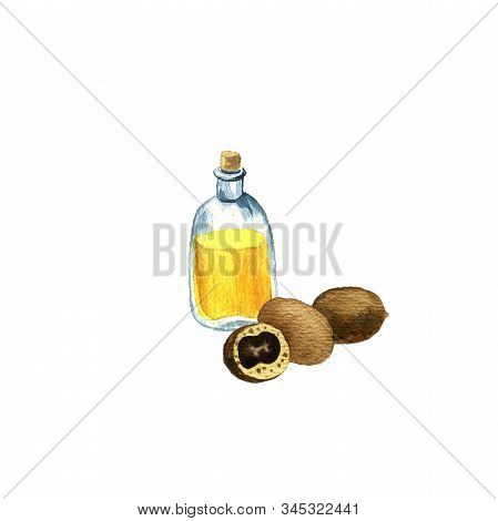 Watercolor Drawing Mongongo Oil, Bottle Of Vegetable Oil And Nuts, Hand Drawn Illustration