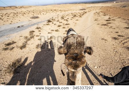 Shadows Of Dromedary Camel Caravan On The Desert Agafay, Morocco