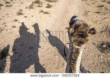 Shadows Of Dromedary Camel Caravan On The Desert Agafay, Morocco