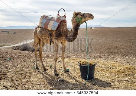 Dromedary Camel On Agafay Desert , Marrakech, Morocco