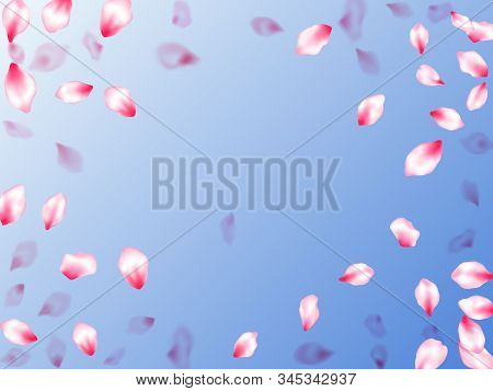 Spring Blossom Isolated Petals Flying On Blue Sky Background. Postcart Background. Natural Marrige D