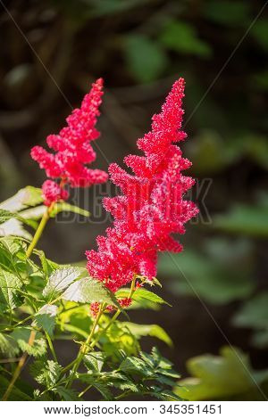 Flowers Bright Red Astilbe. Astilbe Panicle Inflorescences On A Dark Background Close-up