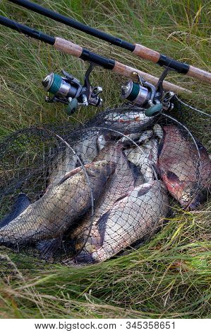 Keepnet With Big Freshwater Common Breams Fish And Fishing Rod With Reel On Natural Background..