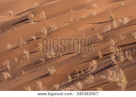 The Plants Which Are Living In The Lut Desert