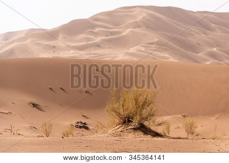 The Plants Which Are Living In The Lut Desert