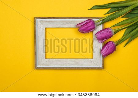 Pink Tulips And A White Empty Frame On Colour Background