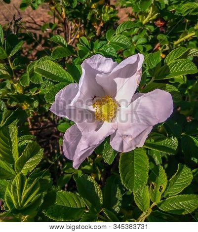 Macro Photo Nature Blooming Dog Rose. Background Texture Of Pink Rosehip Buds Flowers.