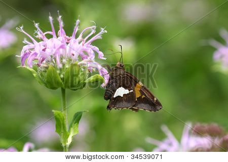 Srebrny motyl zauważył Skipper