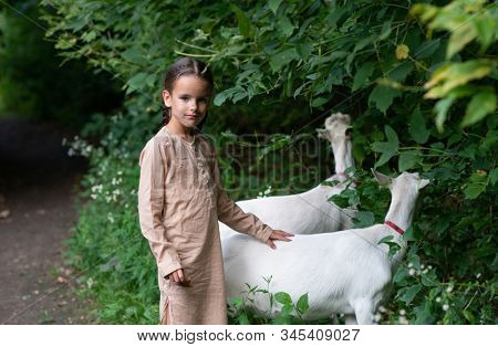 Little girl goatherd in forest. Cute girl with beautiful but dirty face grazing goats, summer outdoor