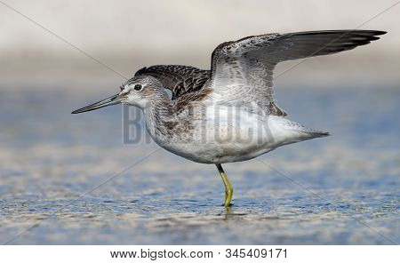 Common Greenshank Posing In Blue Water With Stretched Wings