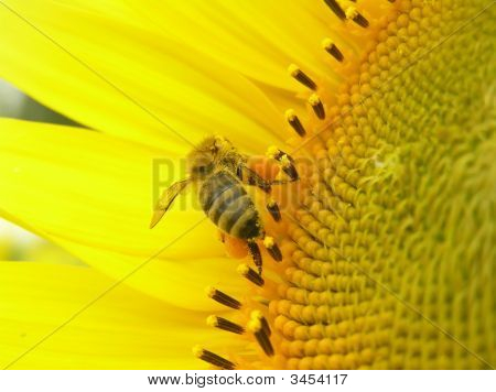 En bi er i Pollen