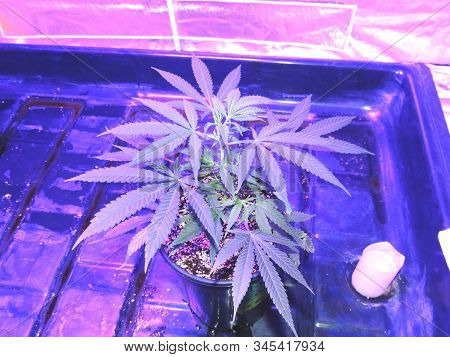 Cannabis Clone Purple Led Light Marijuana Grow Tent Indoor Weed Farm Hemp