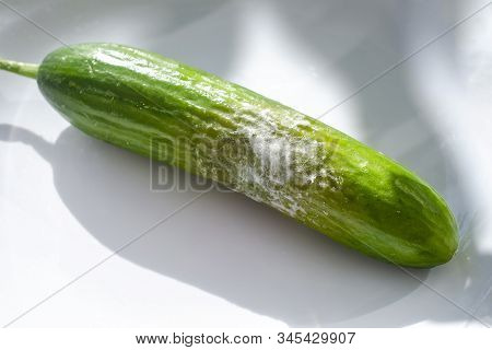 A Cucumber With Mold. Rotten Cucumber, Close-up View