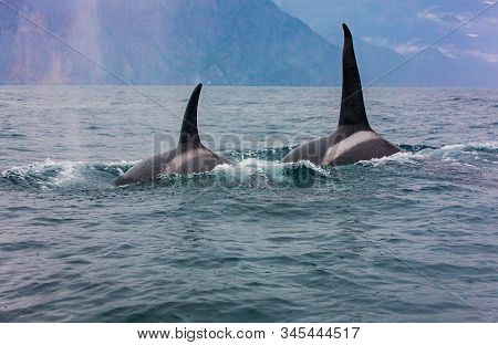 The Pair Of Transient Killer Whales Travel Through The Waters Of Avacha Bay, Kamchatka