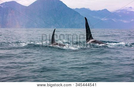 The Pair Of Transient Killer Whales Travel Through The Waters Of Avacha Bay, Kamchatka
