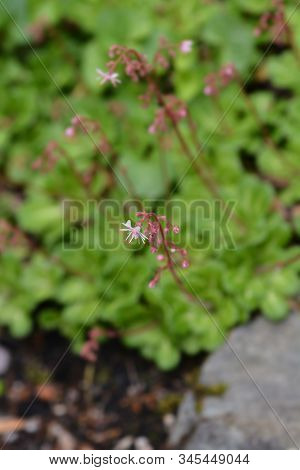 Pyrenean Saxifrage - Latin Name - Saxifraga Umbrosa