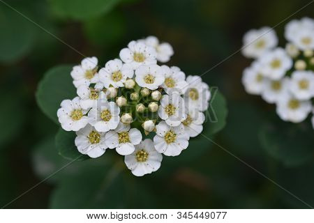 Spirea Flowers - Latin Name - Spiraea Nipponica