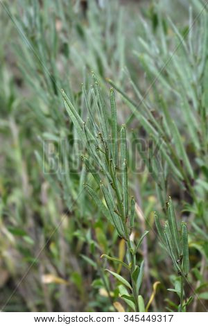 Wallflower Blood Red Covent Garden Seed Pods - Latin Name - Erysimum Cheiri Blood Red Covent Garden