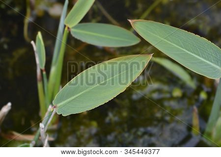 Powdery Alligator-flag Leaves - Latin Name - Thalia Dealbata