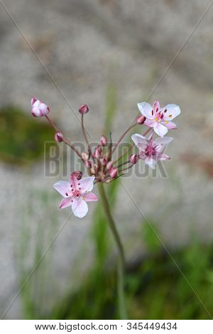 Flowering Rush - Latin Name - Butomus Umbellatus