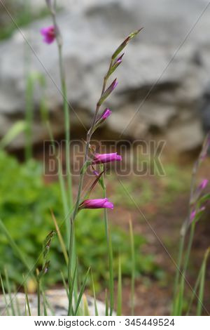 Wild Gladiolus - Latin Name - Gladiolus Illyricus