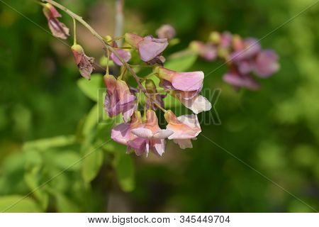 Adams Laburnum Flower - Latin Name - Laburnocytisus Adamii