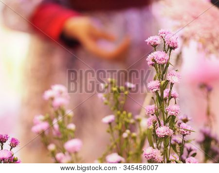 Pink Flower Small Ivy Scientific Name Antigonon Leptopus Hook, Arranged Into Beautiful Bouquets On B