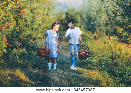 Photo Of Little Sister And Brother Gathering Apples For Apple Pie, On Sunny Autumn Weekend.