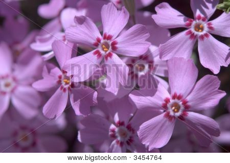 Phlox Subulata