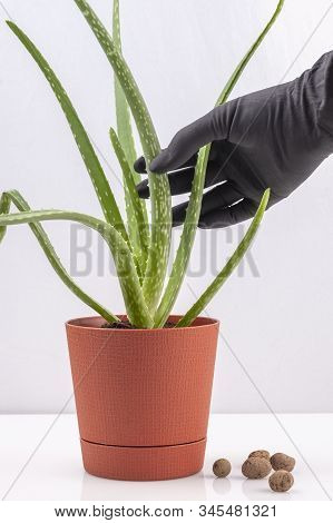 Growing Aloe Vera At Home. A Black-gloved Hand Holds Aplant