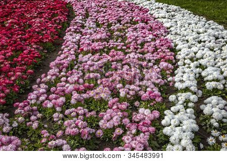 Beautiful Field Of Colorful Common Daisy- Monstrosa. In Spring Day. Colorful Decoration In The Park.