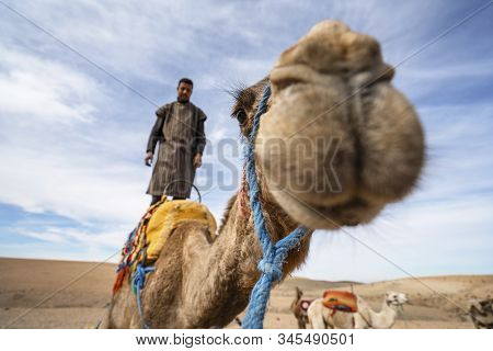 A Man Standing On His Dromedary Camel To Show Off On Agafay Desert , Marrakech, Morocco