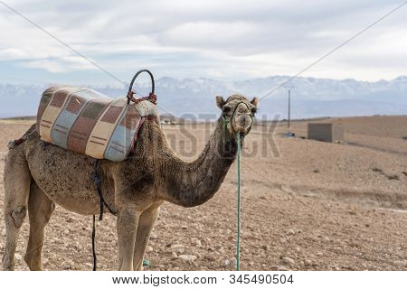 Dromedary Camel On Agafay Desert , Marrakech, Morocco