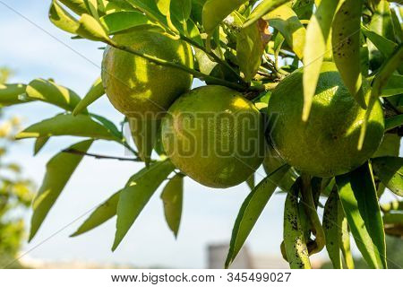 Growing Limes On A Tree With Damaged Leaves