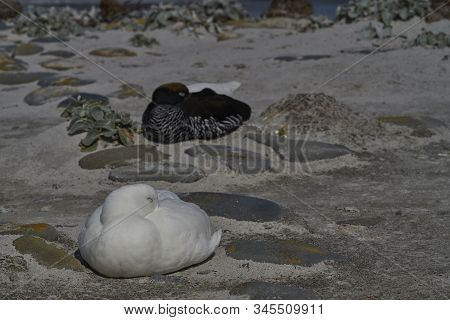 Pair Of Kelp Geese (chloephaga Hybrida Malvinarum) On The Coast Of Sea Lion Island In The Falkland I