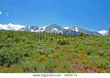 Mountain Wildflower eng