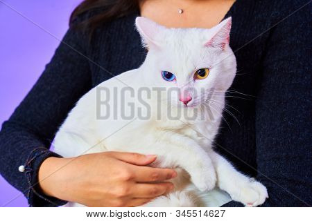 A Cat With A Different Eye Color Sits On The Girl’s Hands