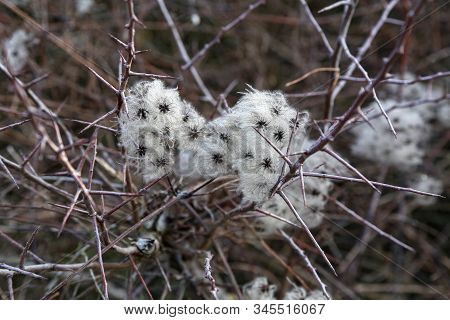 Seed Heads With Silky Appendages Of Wild Climatis