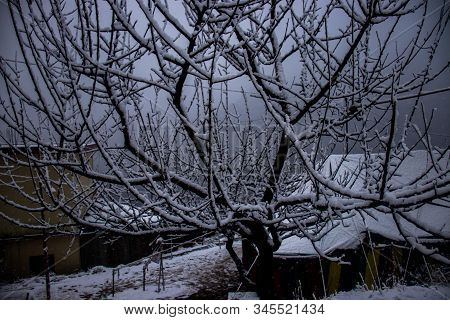 Branches Of Trees With No Leaves Covered With Snow At A Himalayan Mountain