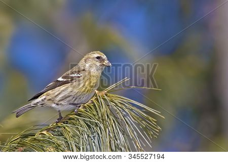 A Female White-winged Crossbill, Loxia Leucoptera, Perched