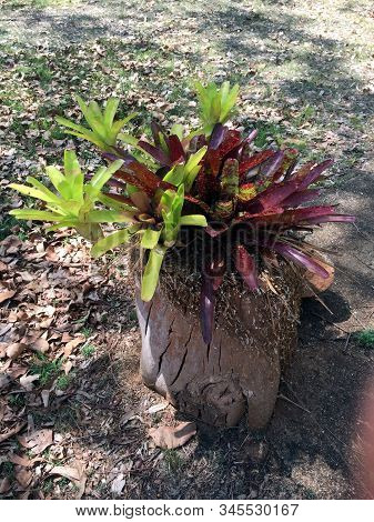 An Arrangement Of Bromeliads On A Tree Stump In Tropical Queensland