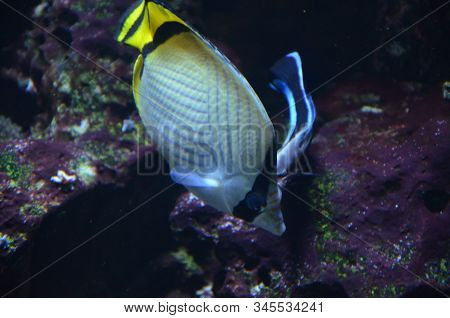 The Tropical Fish In Aquarium, Berlin (germany)