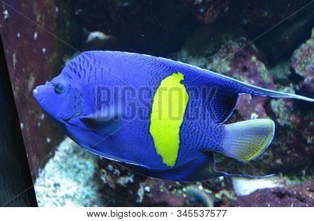 The Tropical Fish In Aquarium, Berlin (germany)