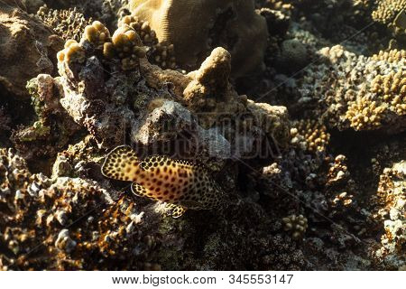 Coral Reef Close Up, Coral Reef Macro Photography, Underwater Coral Reef Texture, Ocean Nature Close
