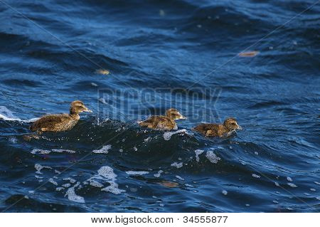 Famille canard