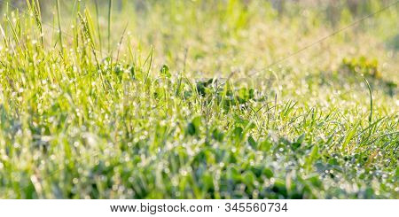 Green Grass In Morning Dew. Beautiful Springtime Nature Scenery In The Morning