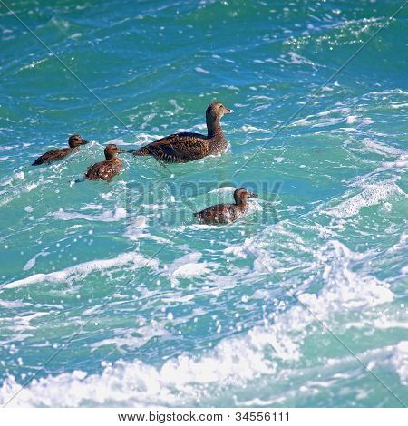 Famille canard