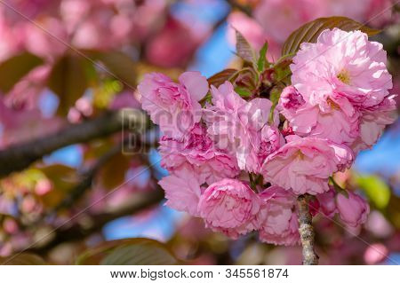 Pink Cherry Blossom Close Up. Spring Has Sprung. Beautiful Nature Background